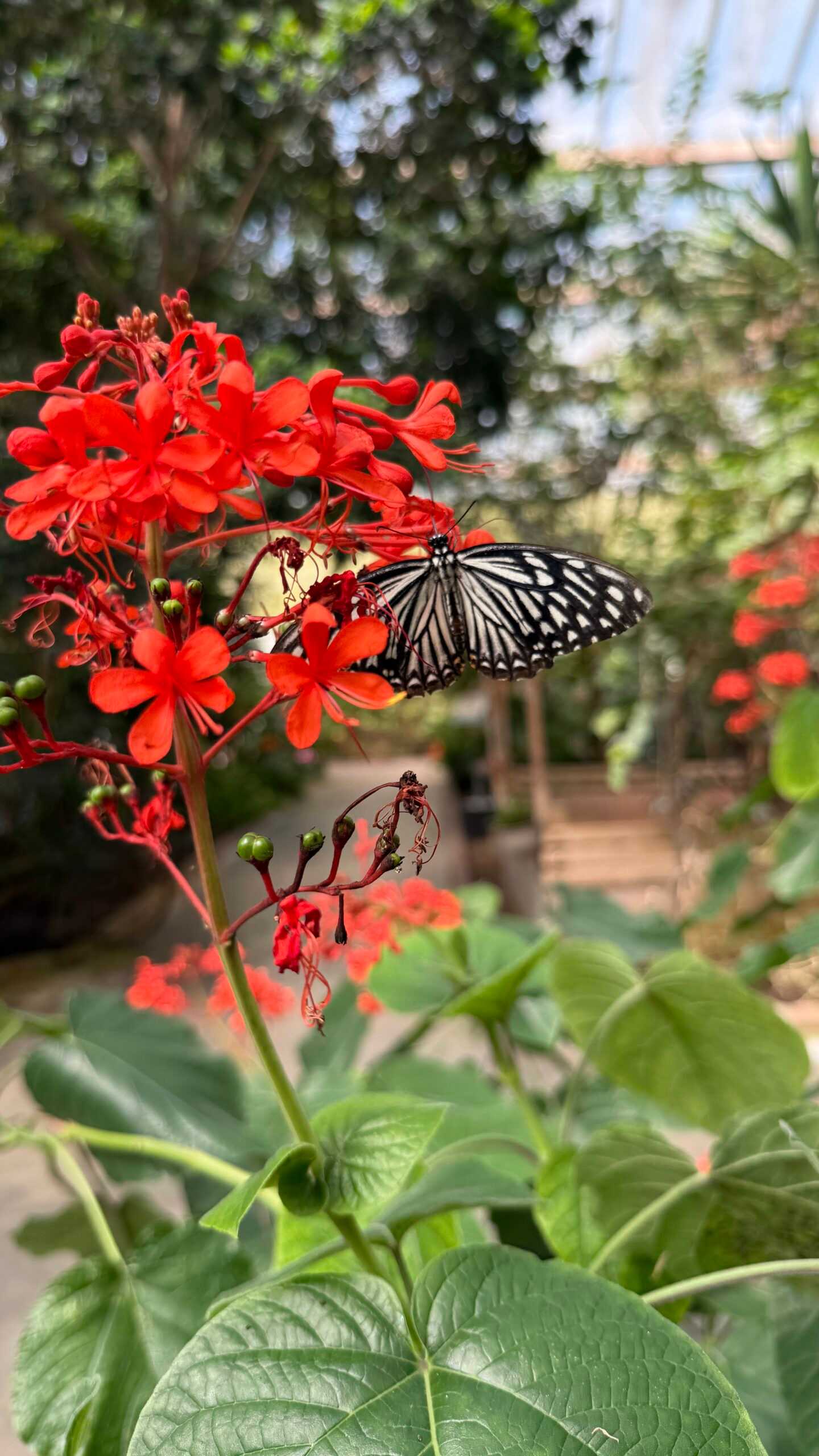 Niemcy – Meklemburgia i truskawkowe miasteczko